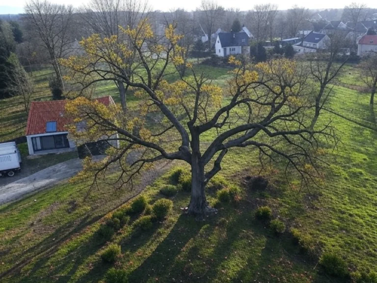Vue aérienne d'un grand arbre malade et dangereux nécessitant un abattage, avec une cour et des maisons à proximité, illustrant notre service d'abattage sécurisé dans le Val d'Oise (95) - Abattage d'arbres - Élagage et Paysagiste Val-d'Oise (95).